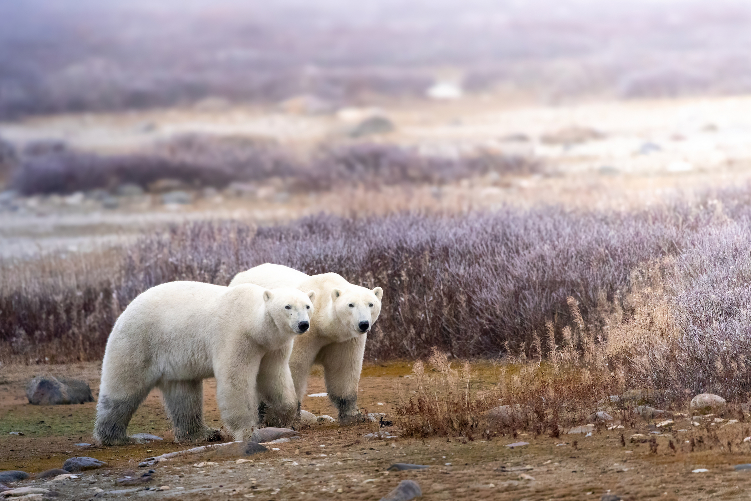 Photo from Tundra Buggy Lodge Town and Polar Bears safari tour